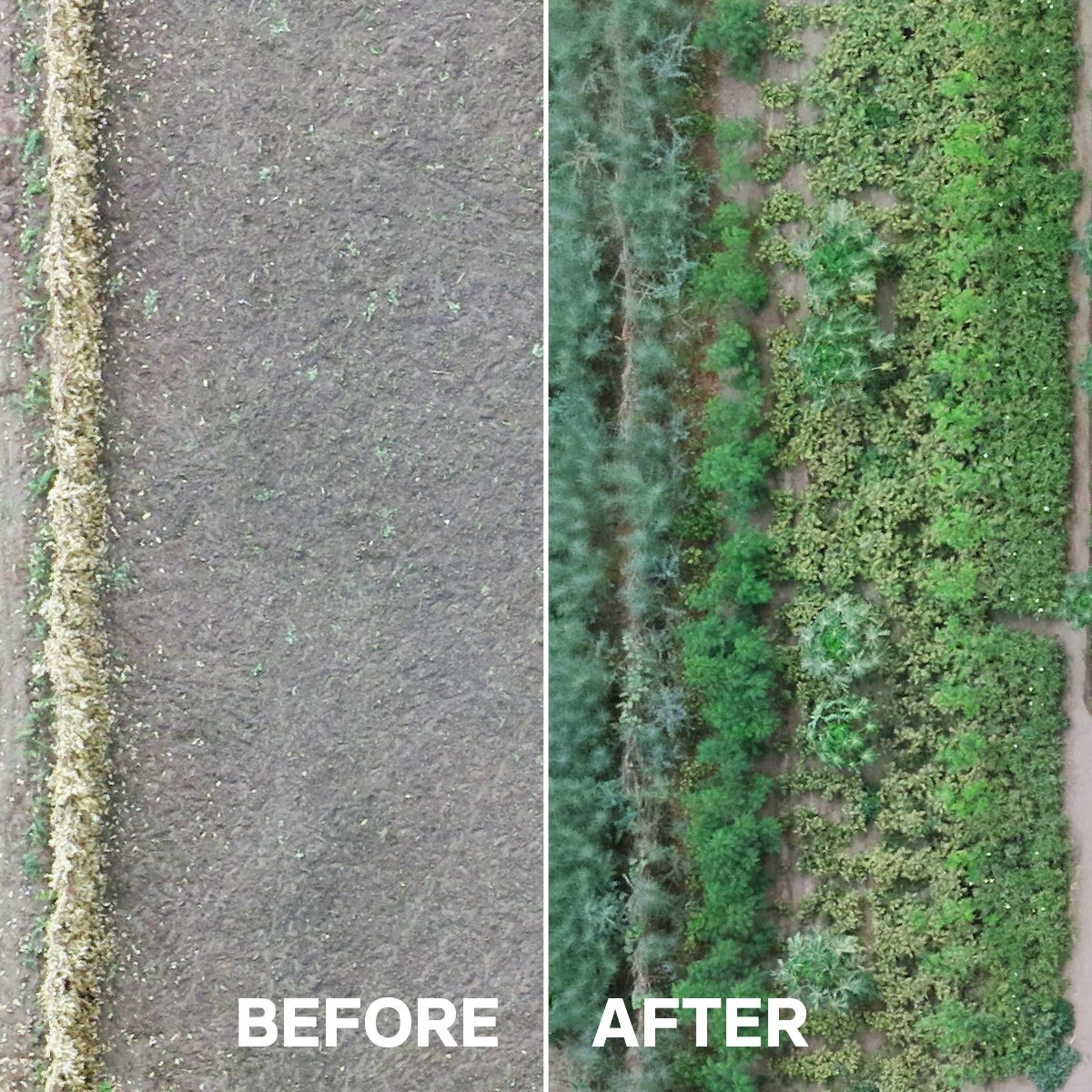 Treesftf's tweet photo. There is so much potential in every farm. The #ForestGardenApproach helps farmers make the most out of their land – one tree at a time 🌳

Thank you for renewing #landscapes and #changinglives with us every day!

#LetsGetPlanting https://t.co/85EDXUDIcH