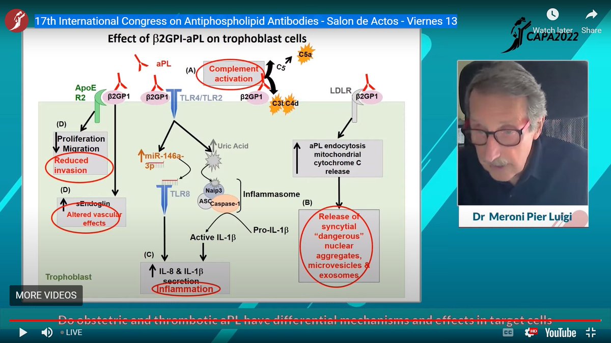 jasonsknight's tweet image. Brilliant talk by the #APS 🐐 (IMHO) about why the placenta is particularly susceptible to anti-B2GPI antibodies #ICAPA2022 🇦🇷
