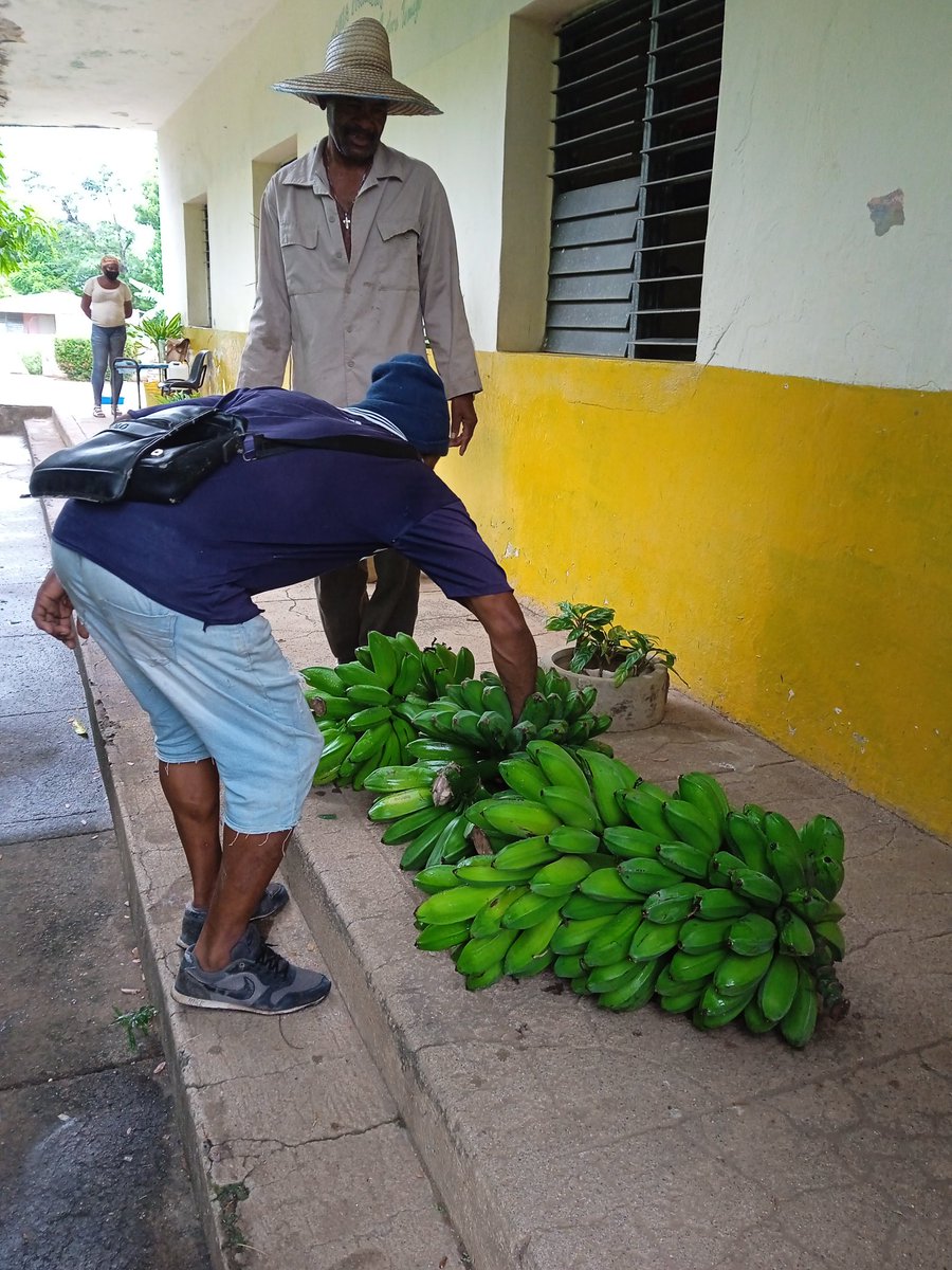 Escuela52815768's tweet photo. Trabajar para lograr la soberanía alimentaria es tarea de primer orden  .Los educadores de la escuela primaria Francisco Vicente Aguilera ofrecen su aporte a la alimentación de los niños y niñas del Círculo Infantil del Consejo popular El Cobre en Santiago de Cuba. https://t.co/YqxlDV2noE