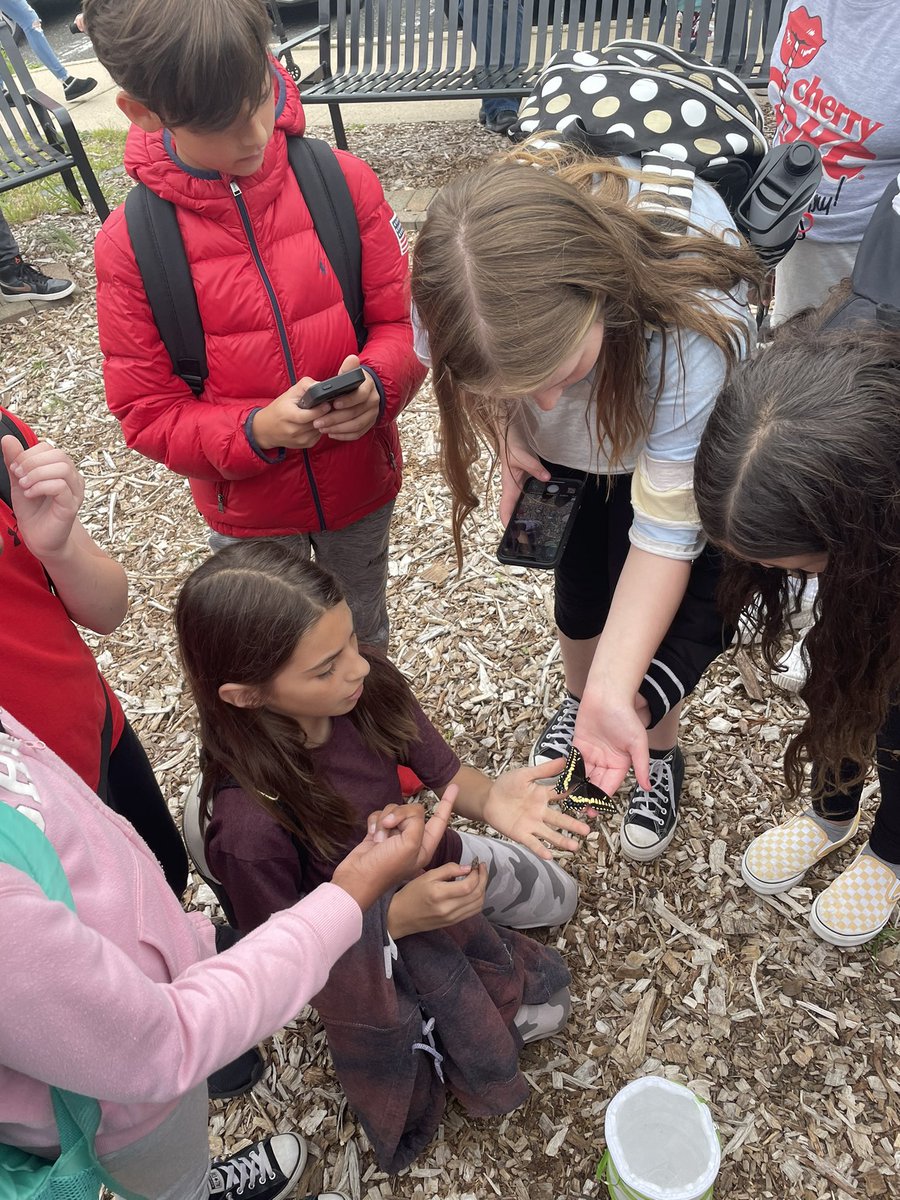 MrBonito5's tweet photo. “Avocado” emerged from his chrysalis as a butterfly yesterday! We learned that he is a male, due to the amount of yellow on his back and wings. Enjoy this big, beautiful world, Avocado! Did you know the black swallowtail butterfly is NJ’s state butterfly? @FSDVikings https://t.co/YBo3i76dcu