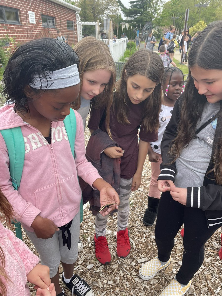 MrBonito5's tweet photo. “Avocado” emerged from his chrysalis as a butterfly yesterday! We learned that he is a male, due to the amount of yellow on his back and wings. Enjoy this big, beautiful world, Avocado! Did you know the black swallowtail butterfly is NJ’s state butterfly? @FSDVikings https://t.co/YBo3i76dcu