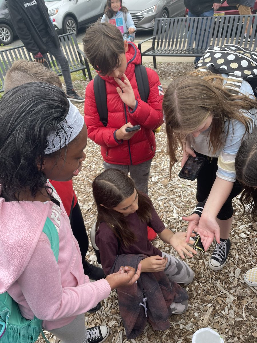 MrBonito5's tweet photo. “Avocado” emerged from his chrysalis as a butterfly yesterday! We learned that he is a male, due to the amount of yellow on his back and wings. Enjoy this big, beautiful world, Avocado! Did you know the black swallowtail butterfly is NJ’s state butterfly? @FSDVikings https://t.co/YBo3i76dcu