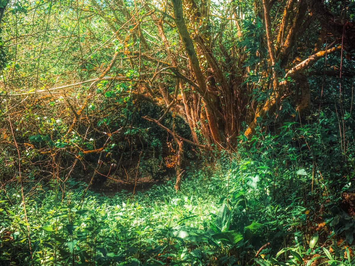 artofseanmurphy's tweet image. A Fantasy Written With Love