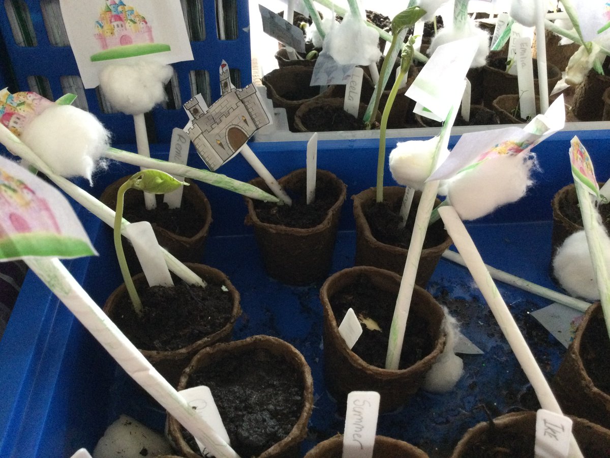 Miss Sweet tweet media