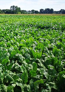 Heat stress in young crops - mailchi.mp/phc/update-in-…