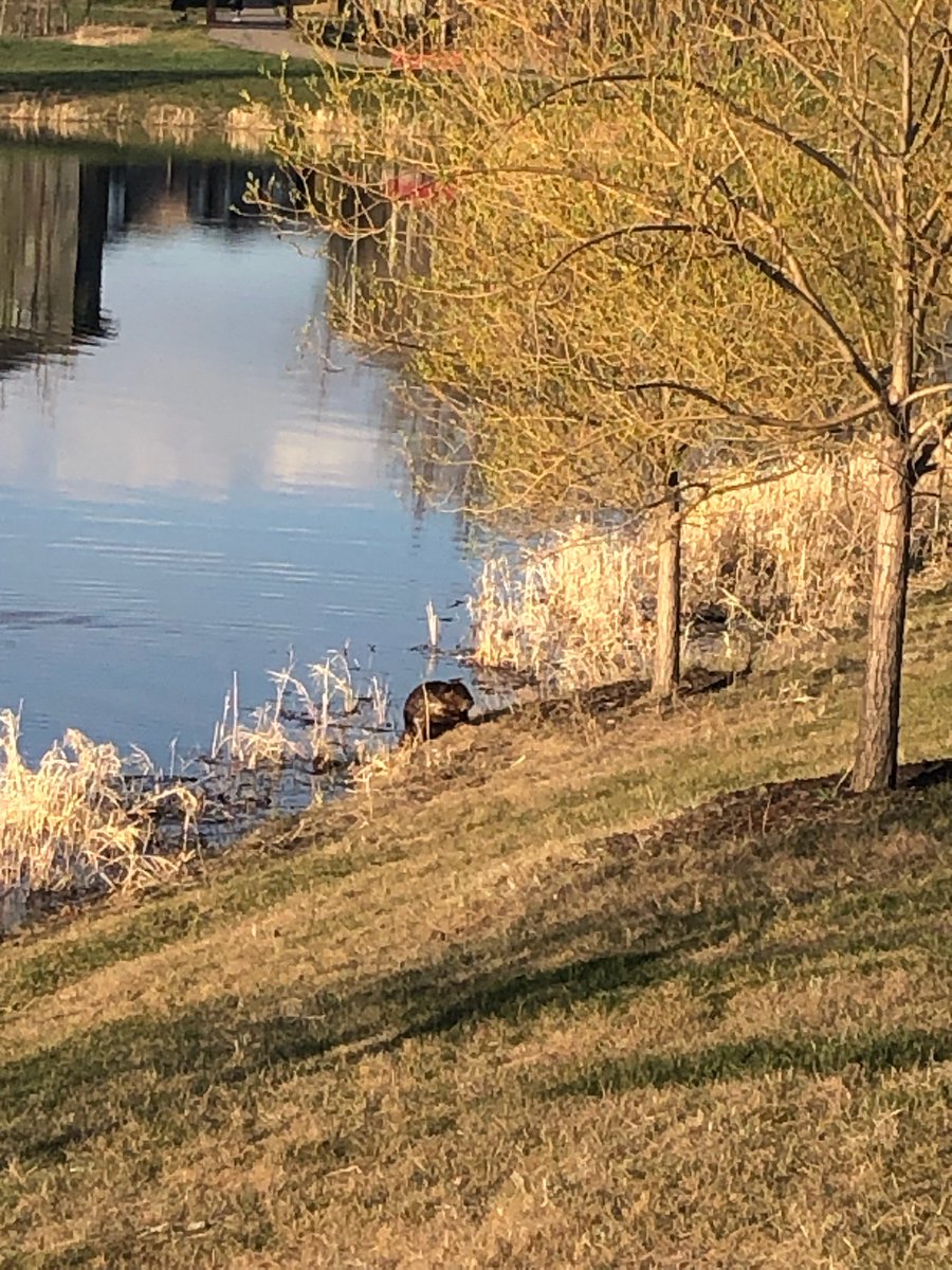 Courtnaeyay's tweet photo. Little beaver buddy at a pond in Beaumont, Alberta #canadianbeaver #thattail #canadiananimals https://t.co/VMJcejxwkO