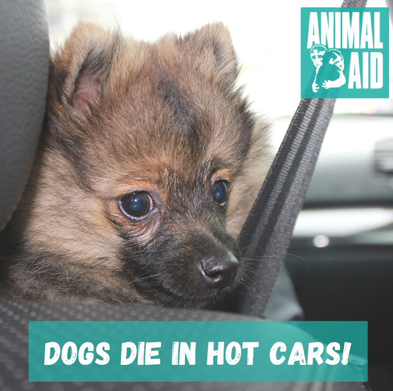 AnimalAid's tweet photo. ❗If you're worried about a dog in a hot car call 999. 

Leaving a dog in a car can still be dangerous, even if parked in the shade with the windows open. For more info visit the RSPCA's website. 🐕 🐶 🐩

https://t.co/vrfYEZ26PU

#DogsDieInHotCars
@RSPCA_official https://t.co/FLqyEAfCb8
