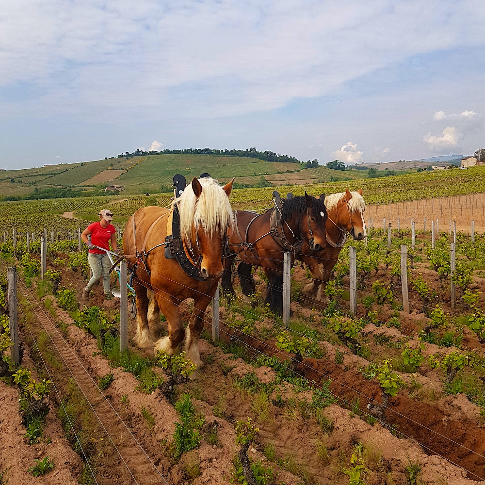 cmv1732's tweet photo. When it's too tricky to maneuver the tractor amid our old vines, we adapt!🐴

Vito, Yago and Hippi are taking part in the decavallonnage of the vines, that is to say the plowing of the strip of land between the vines, in order to get soil which are healthier and full of life. 🐛 https://t.co/USIJpaEzof