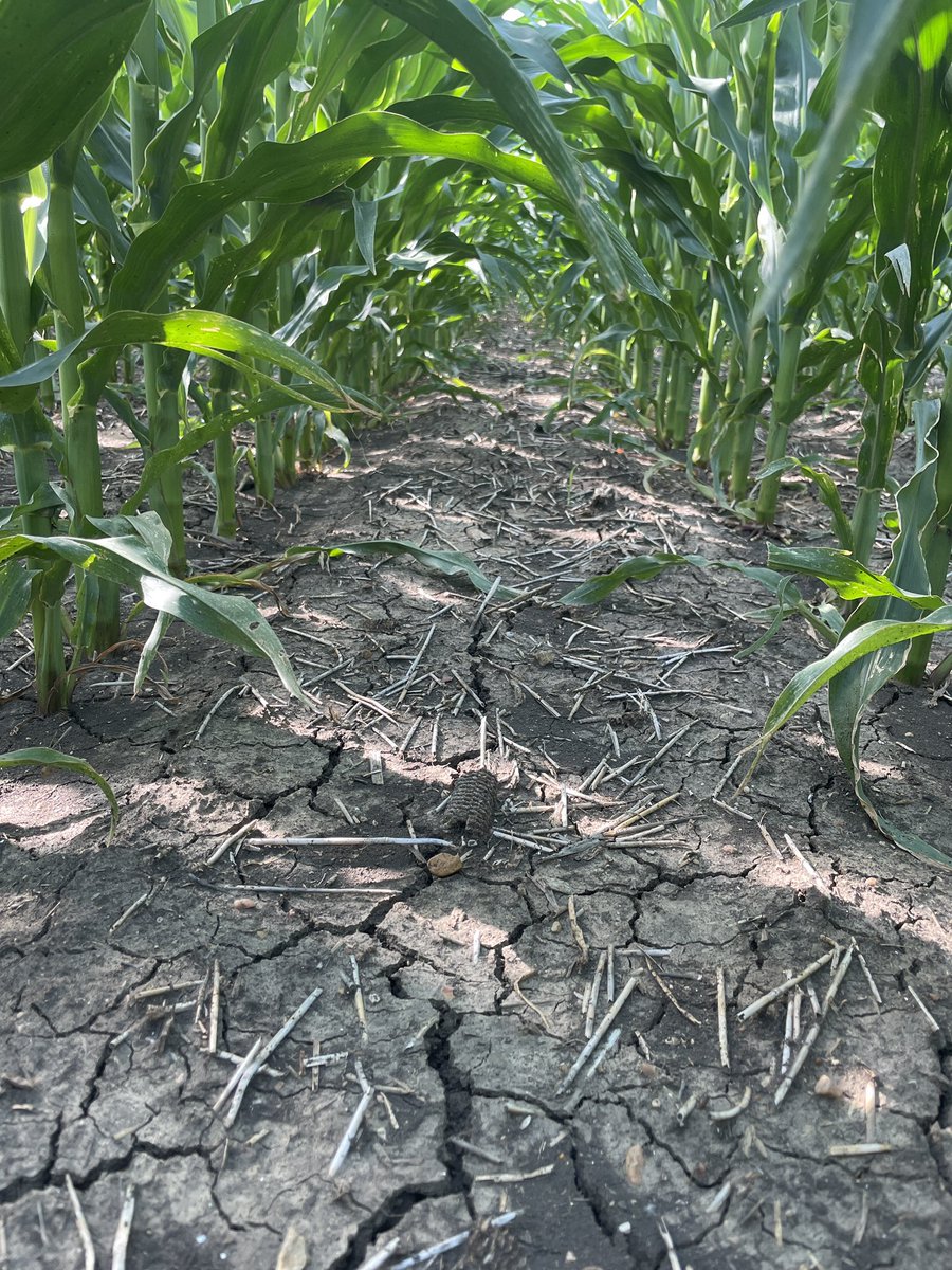 AdamOwens_11's tweet photo. Some slight potassium deficiency backed by tissue sample results showing up in corn fields behind last years cotton and corn crop. Corn behind wheat generally showing a bit better tissue sample results. #Grow2022 #TXCorn https://t.co/24VtfkvMRr