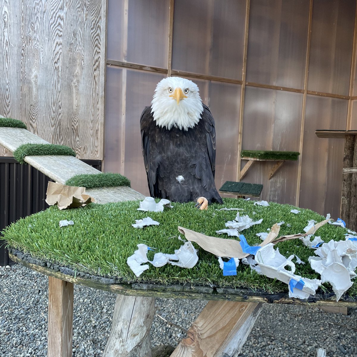 American Bald Eagle Foundation tweet media