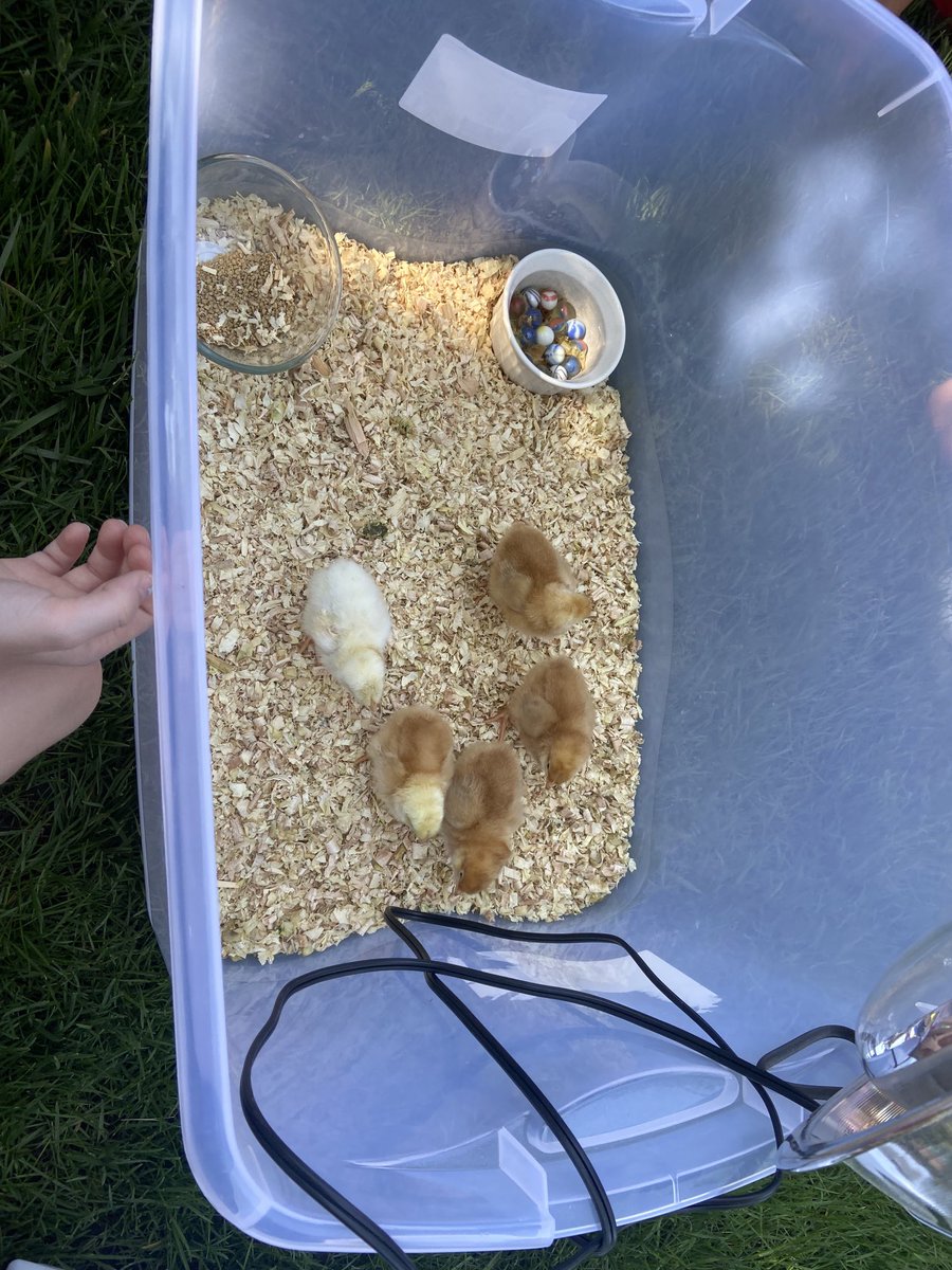 MrsGiunchedi3's tweet photo. Mrs. Robinson brought her chicks! Great outdoor learning.#wegotthislines https://t.co/OBtdYyqb96