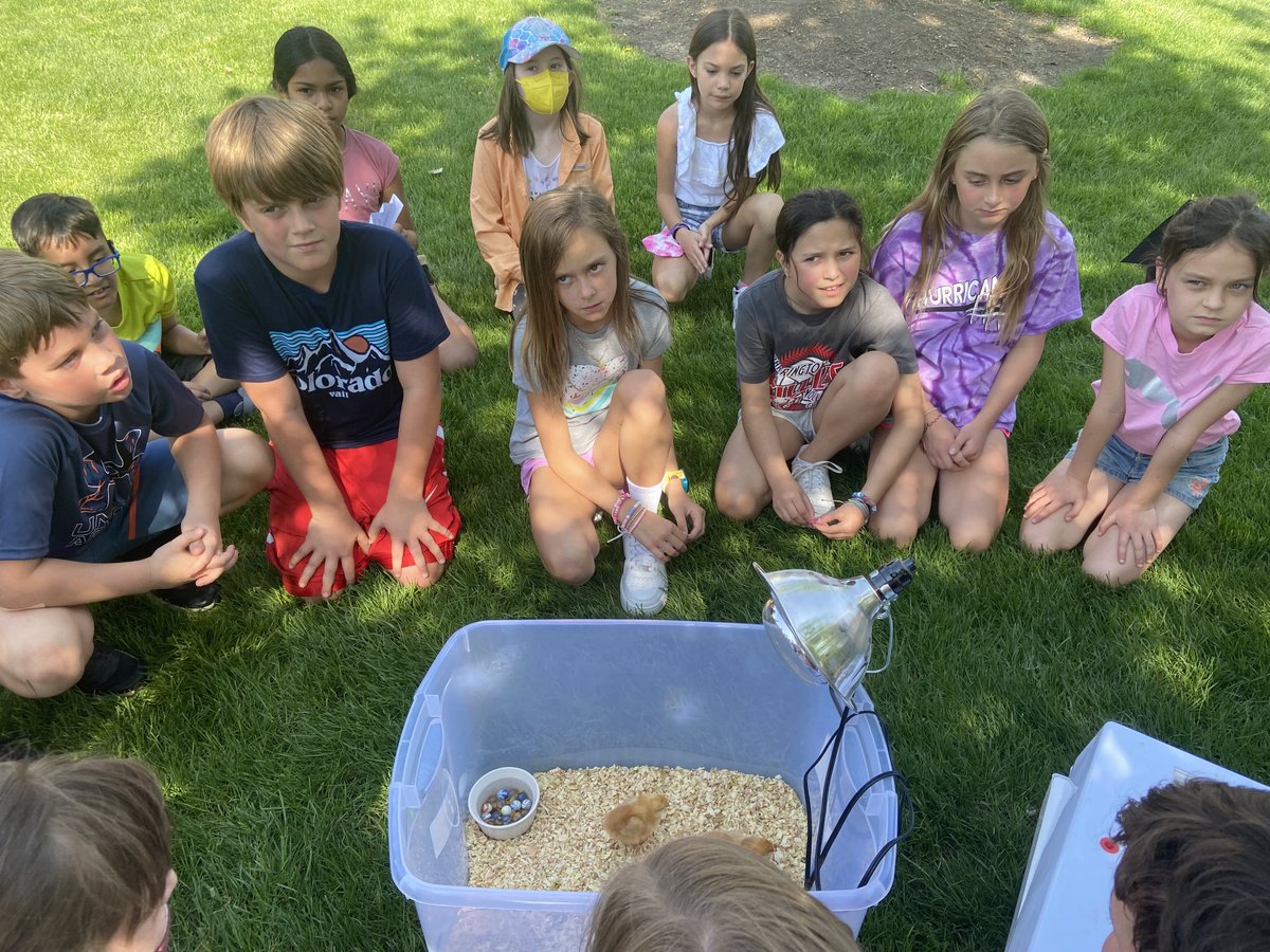 MrsGiunchedi3's tweet photo. Mrs. Robinson brought her chicks! Great outdoor learning.#wegotthislines https://t.co/OBtdYyqb96