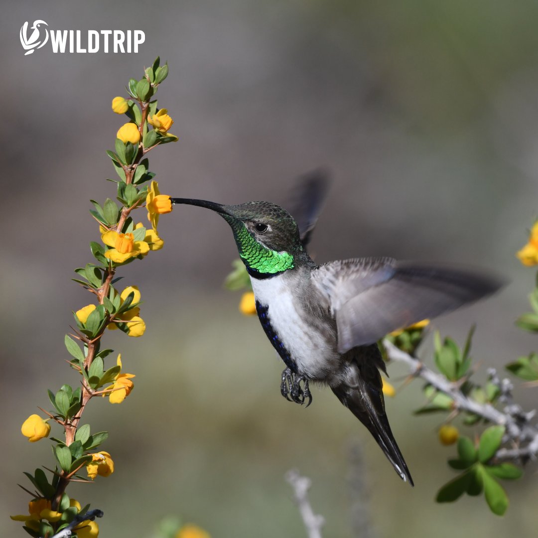WildtripChile's tweet photo. Picaflor cordillerano (Oreotrochilus leucopleurus)

Datos para aprender de esta especie:

1- Su distribución va desde el centro de Bolivia y zonas cordilleranas entre Chile y Argentina. En nuestro país, se encuentra desde la región de Atacama hasta la región de Magallanes. https://t.co/PyUos1qvft