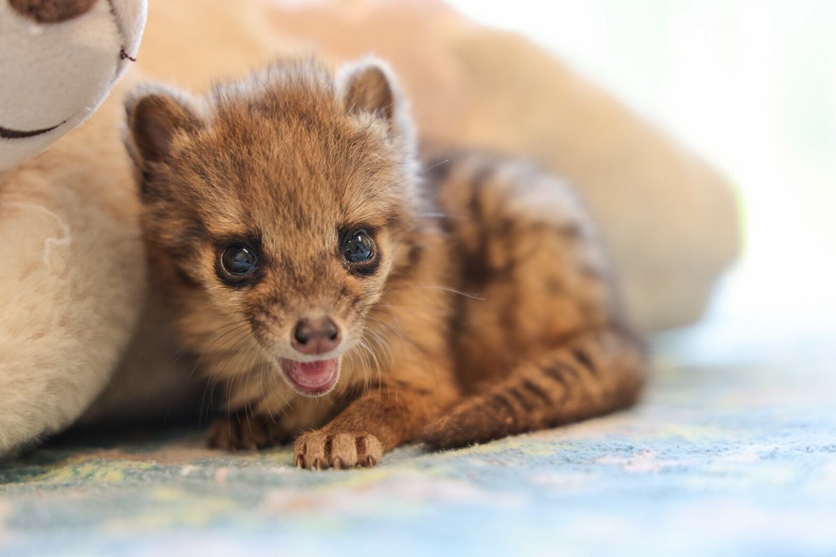 HELLO, WORLD! On April 29 the Nashville Zoo welcomed the very first spotted fanaloka born in the United States. bit.ly/3wuMzxv