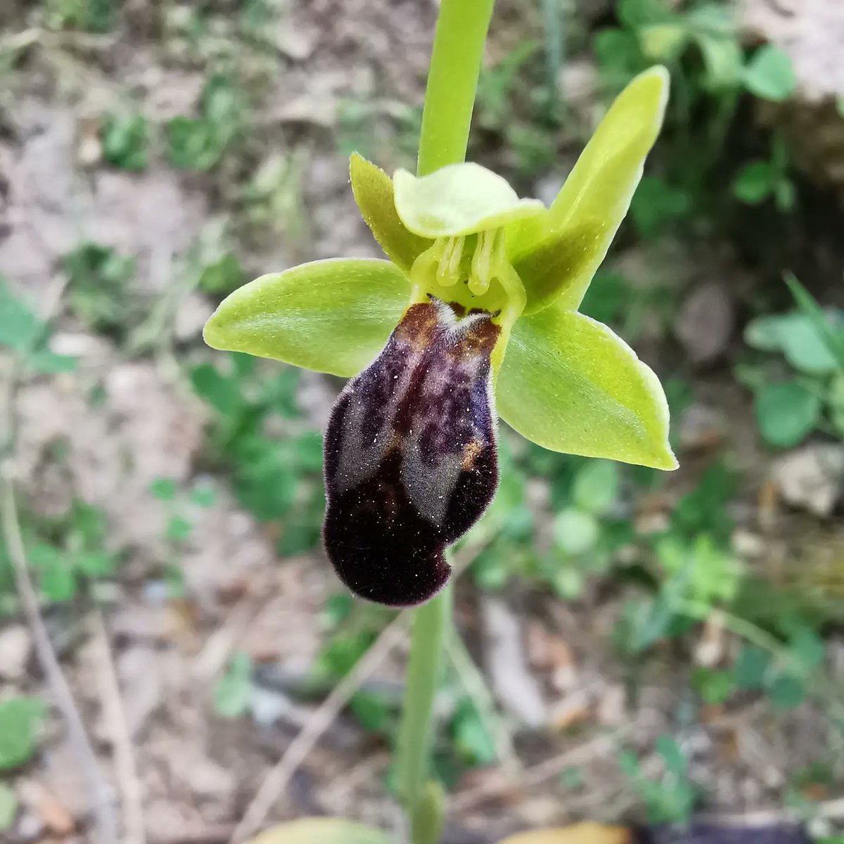 Al viver d'orquídies de Can Torrents han florit 3 noves espècies: Anacamptis pyramidalis, Ophrys apifera i Ophrys fusca.