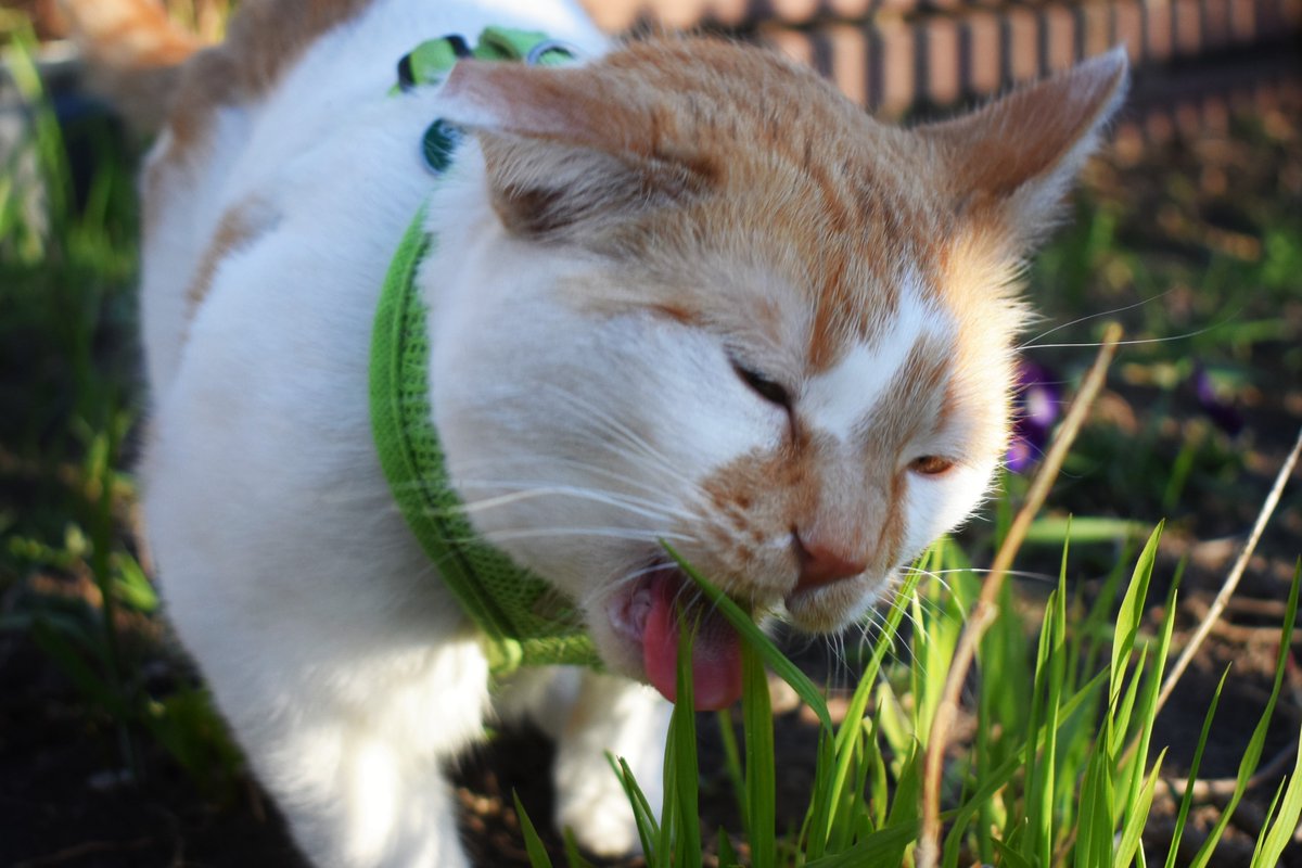 FartyCheddarCat's tweet photo. I hops outside
I has sum gwass
I hunt a bug
I chek my yard
I has mor gwass
I makes a pee
I spot da Chewy
I chase da Chewy!
I hop awound
I clime da twee
I chase da Socky
I has sum nip
I run inside. https://t.co/7hTuEOuoT7