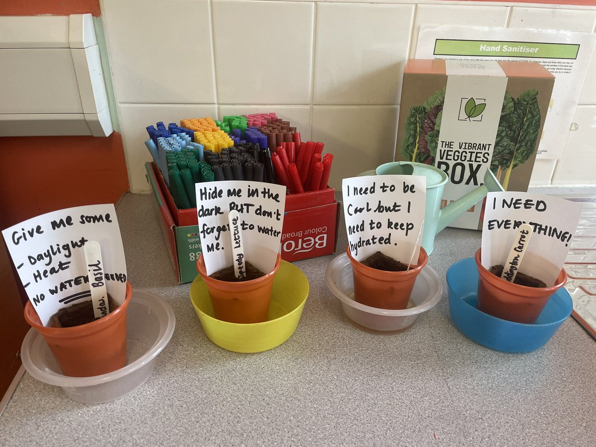 MrsKerr4's tweet photo. Primary 3 are carrying out an experiment to find out which plant will be the healthiest. 🤔 The race is on!! 🪴 @StNinianPS https://t.co/jTQmoVbLxc