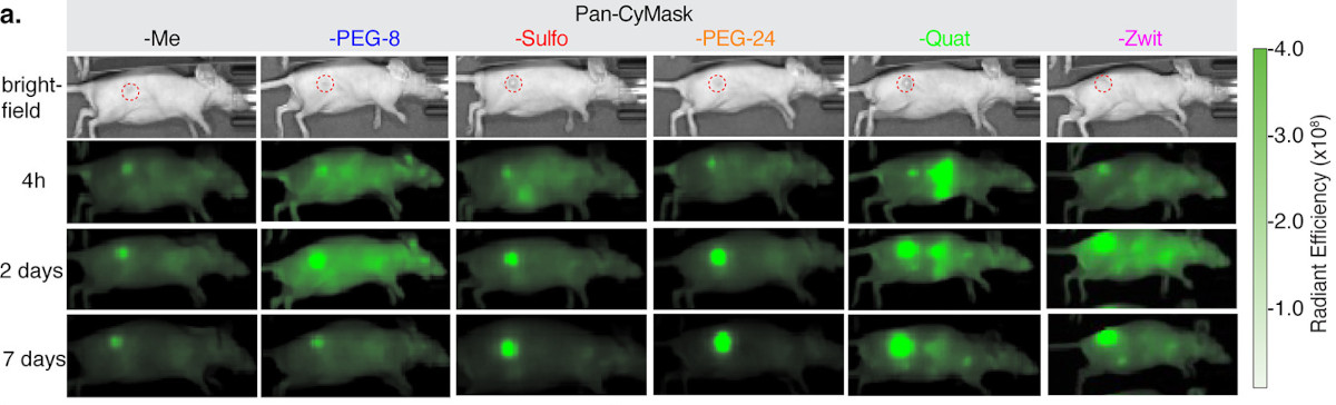 Bioconjugate Chem (@bioconjchem) on Twitter photo Thapaliya et al. <a href="/theNCI/">National Cancer Institute</a> @FredNatLab studied the effect of functional groups on the targeting and accumulation of monoclonal #antibody #conjugates using masked heptamethine cyanines, finding that zwitterionic probes exhibit excellent properties.
pubs.acs.org/doi/10.1021/ac… Thapaliya et al. <a href="/theNCI/">National Cancer Institute</a> @FredNatLab studied the effect of functional groups on the targeting and accumulation of monoclonal #antibody #conjugates using masked heptamethine cyanines, finding that zwitterionic probes exhibit excellent properties.
pubs.acs.org/doi/10.1021/ac…