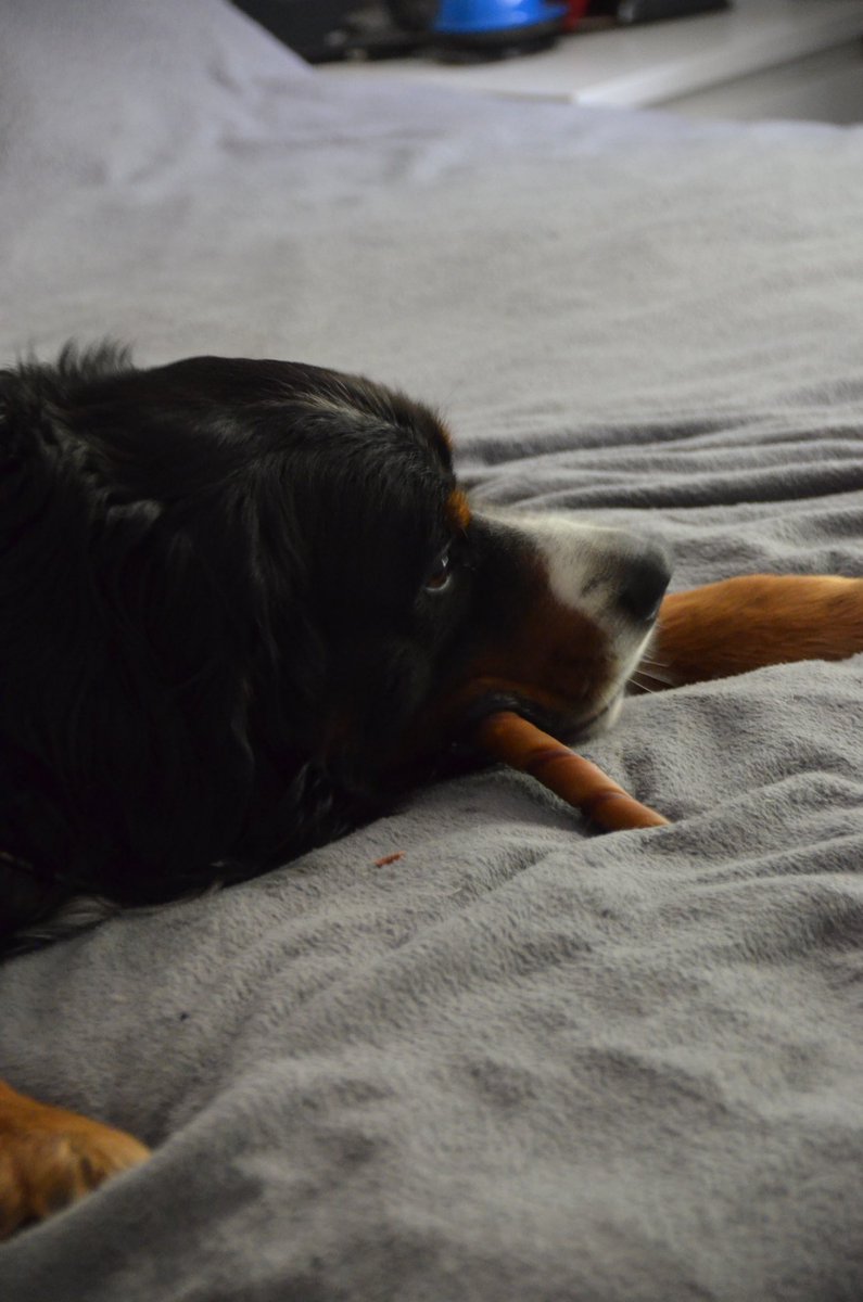 Julyofficial14's tweet photo. Happy #BernerMountainDog!!!
#sweetheart #sweet #zwieback #bestbuddys https://t.co/LOCyhGErID