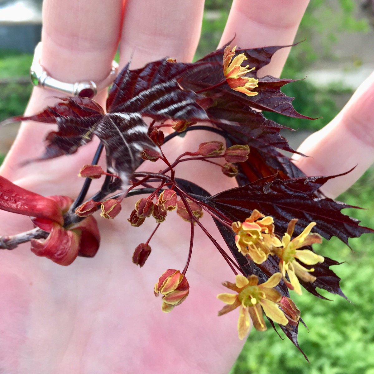 Клёна цветы, знакомьтесь.. 

#ПБДфототерапия