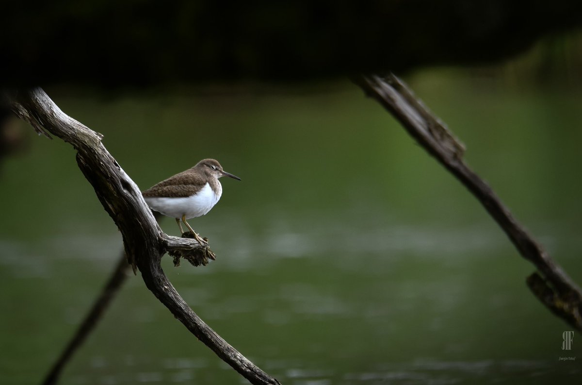 regfleur99's tweet photo. Chevalier #culblanc #wildlife #jura #nikonphotography https://t.co/kHXQCcyva8