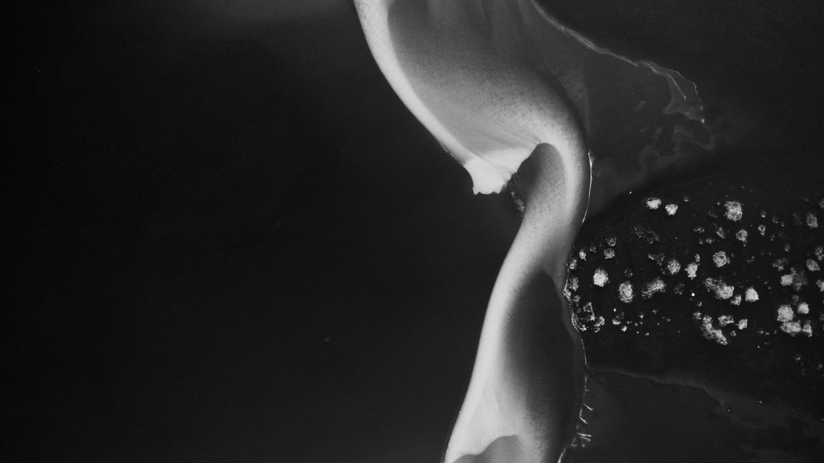 Rachel Suzanne Tien Wood tweet media