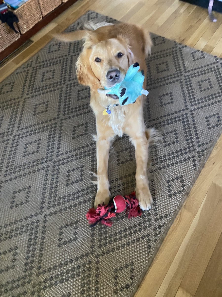 JCG_AZ_is's tweet photo. Nelly is trying to engage me in play.  She brings a blue squeaker toy to loudly announce her presence with her fetch toy in tow ready for play. #DogsOfTwitter #WouldPlay #GoldenRetrievrr https://t.co/iz4Qdx3ZuO