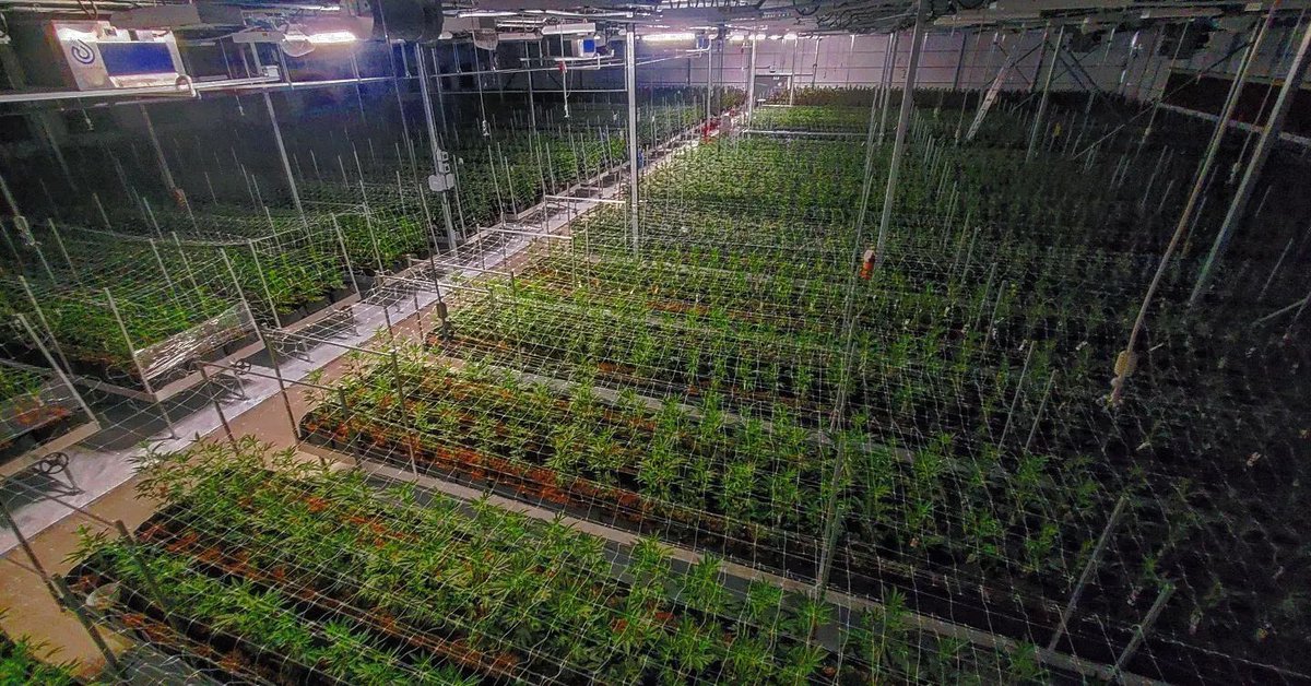 GreenMountainHA's tweet photo. Sea of green π± #sustainableagriculture #organicfarming
#organiccannabis #organic #craftatscale https://t.co/ddFpWeDr1L