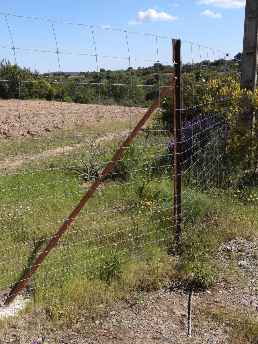 lobo_grupo's tweet photo. La #caza es insostenible. El vallado cinegético impide el flujo genético y no es selectivo. En toda Europa están prohibidas las cercas cinegéticas. #Alambradas, trampas mortales para la fauna, en su mayoría son ilegales, por letales e impermeables.
#lobosí
#stopvallados https://t.co/YTPnG1rQCm