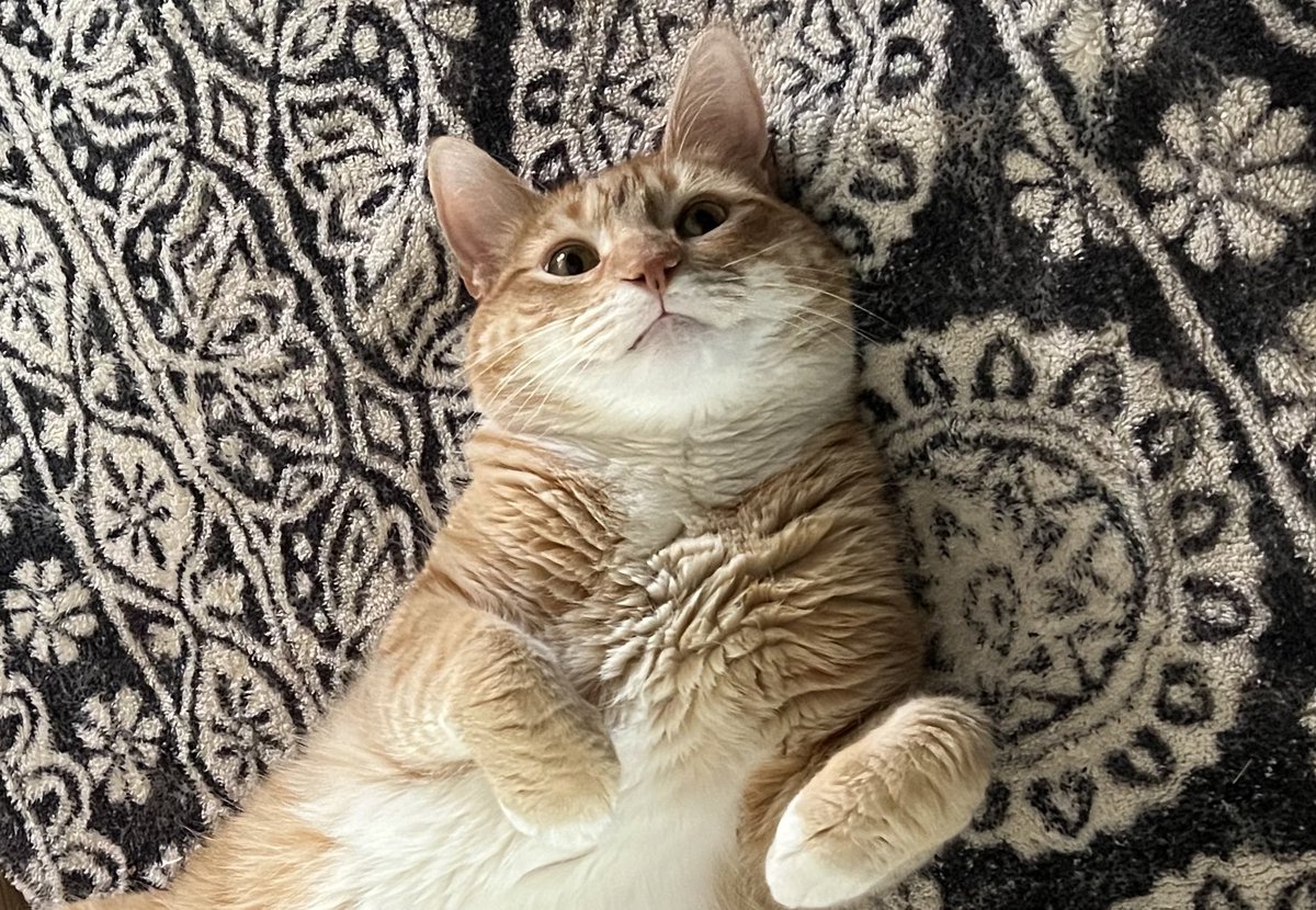 JortsTheCat's tweet photo. Ok cats, get to cavorting. I think a lot of people need their spirits lifted https://t.co/UkAK1VwNp2