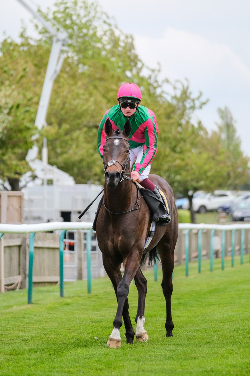 MyRacehorseUK's tweet image. 📸 𝐒𝐲𝐧𝐝𝐢𝐜𝐚𝐭𝐞𝐝 looking magnificent on his debut at Newmarket Rowley Mile Racecourse on Guineas weekend for trainer Andrew Balding and jockey Rob Hornby 🏇

#Syndicated #AndrewBalding #MyRacehorseUk #Horseracing #Racehorse #Thoroughbred #Newmarket