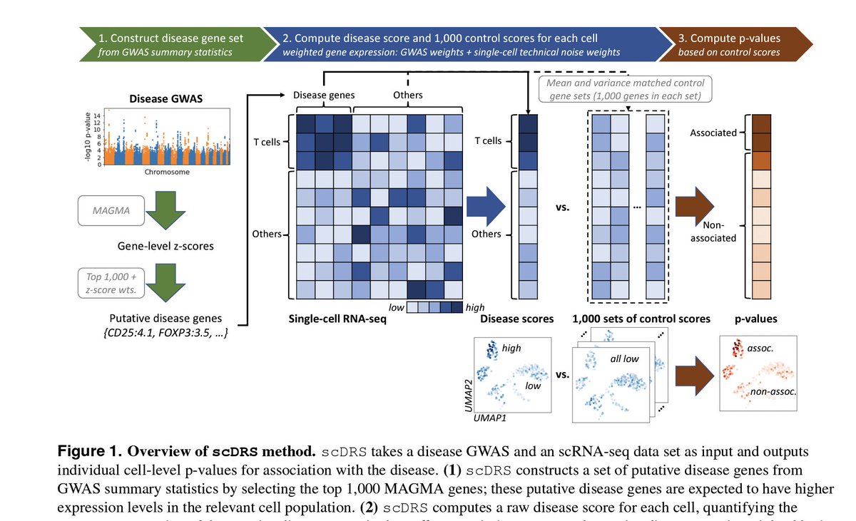 lcolladotor's tweet photo. + many more including #scDRS by Price et al https://t.co/0BOwUhXun6
https://t.co/KQTB8p3Fq2 👀
#BoG22
https://t.co/dmCCMb51a1 https://t.co/aEqP1xQBr6