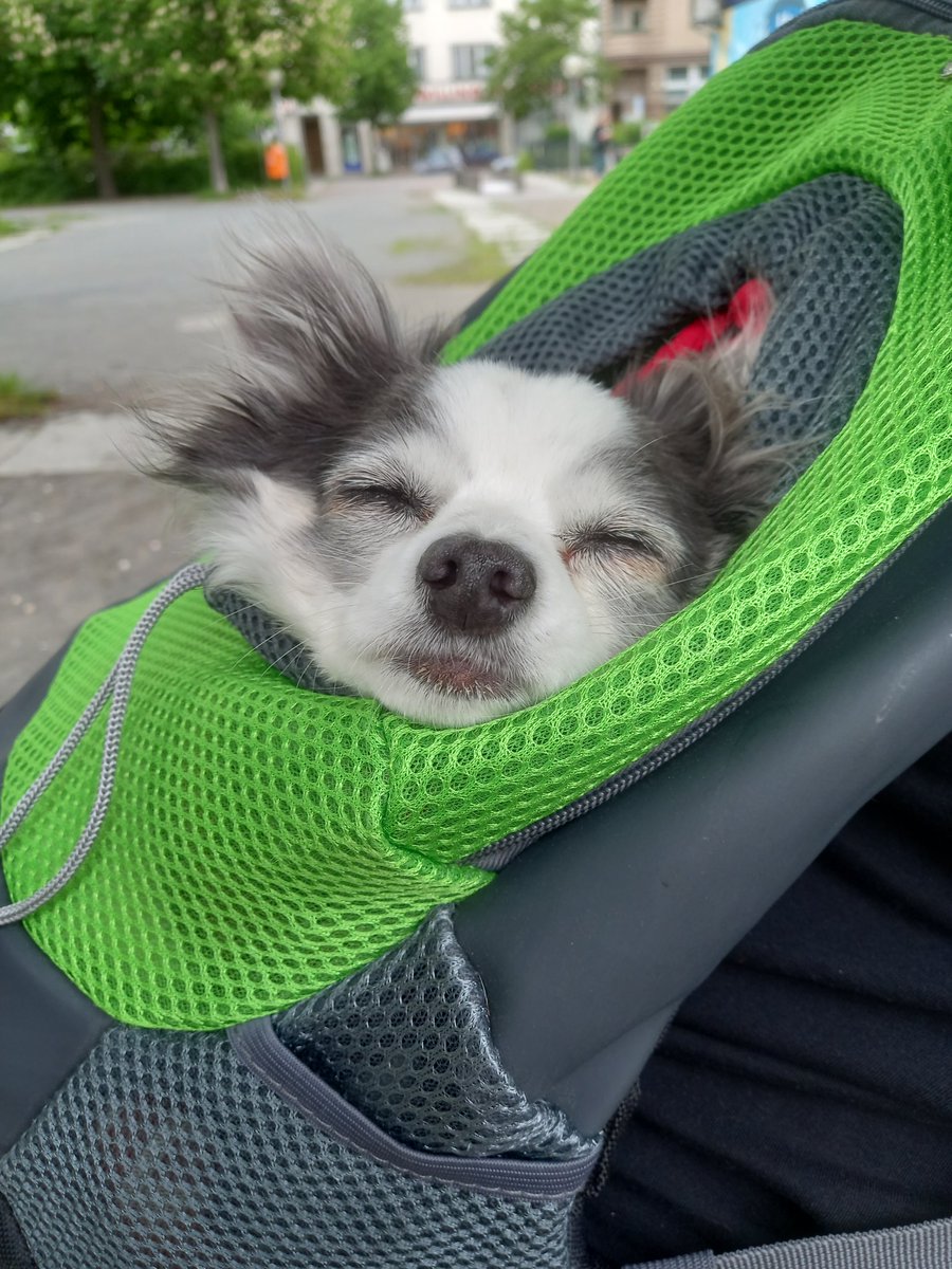 Wir waren heute schon wieder Ewigkeit unterwegs .. 🙄
Aber zum Glück hab ich ja einen Ausruhschlummerrucksack 😴
@Hundeskabinett #Hundeskabinett #Hundesregierung #twitterrudel #dogsoftwitter #Ausruhschlummerrucksack