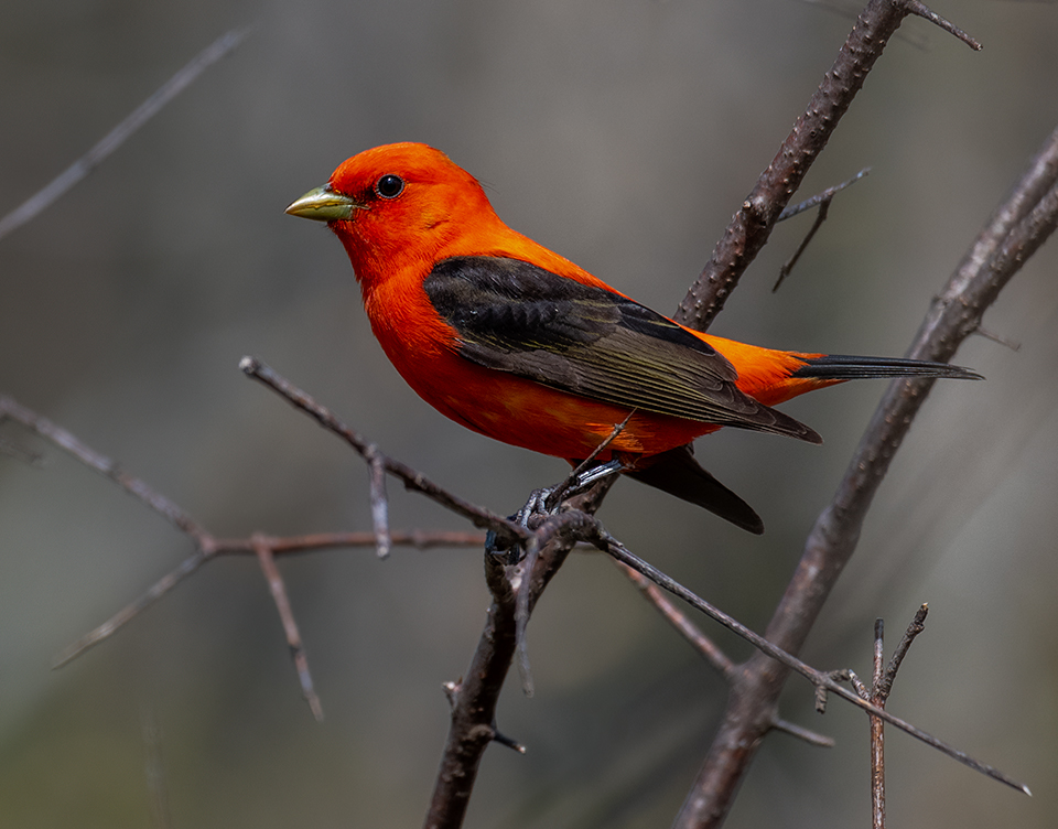 TnK Canoe tweet media