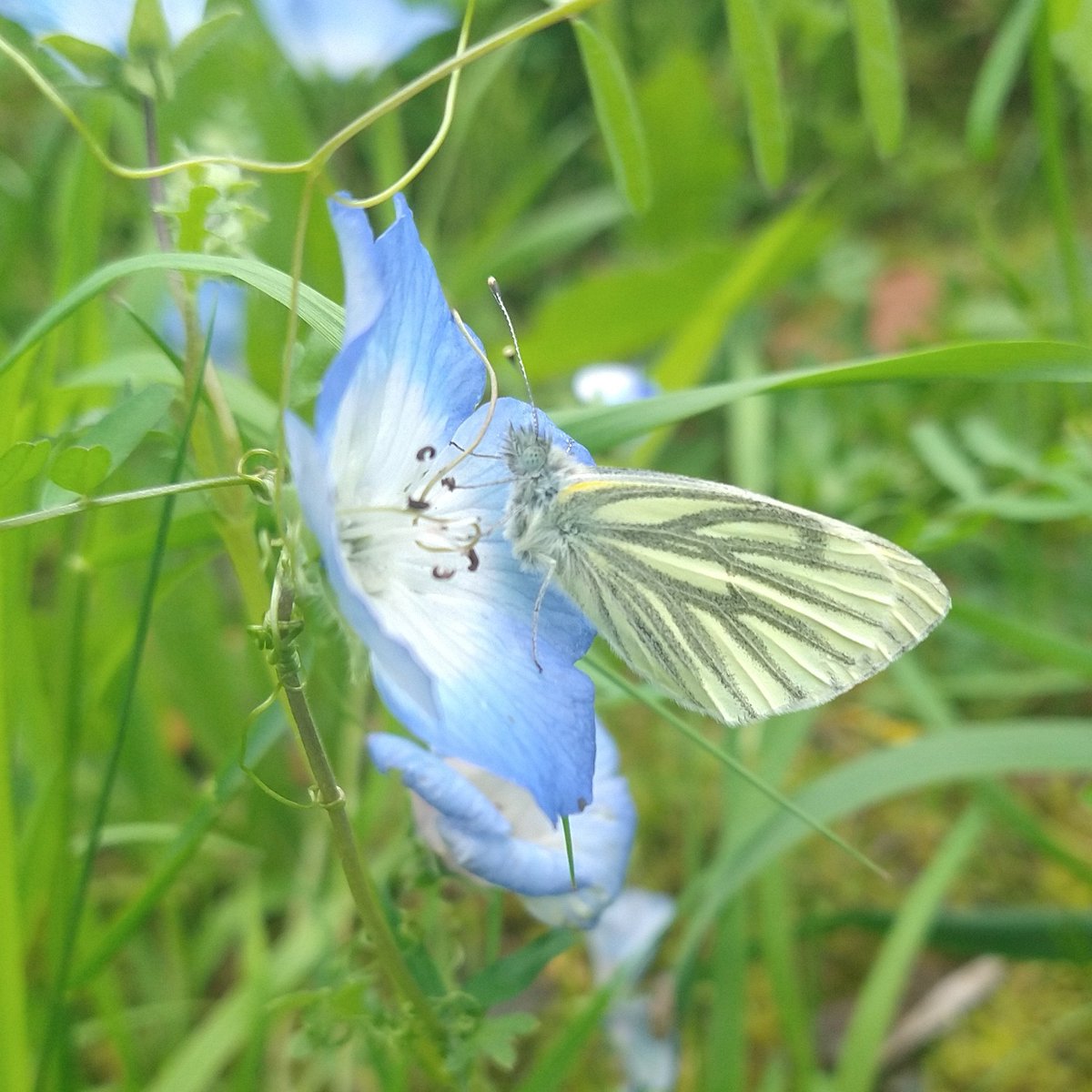 EmmaLDesigns's tweet photo. Beautiful green veined white
#butterfly #nature #beautiful #wildlife https://t.co/FJqpxpsYC9