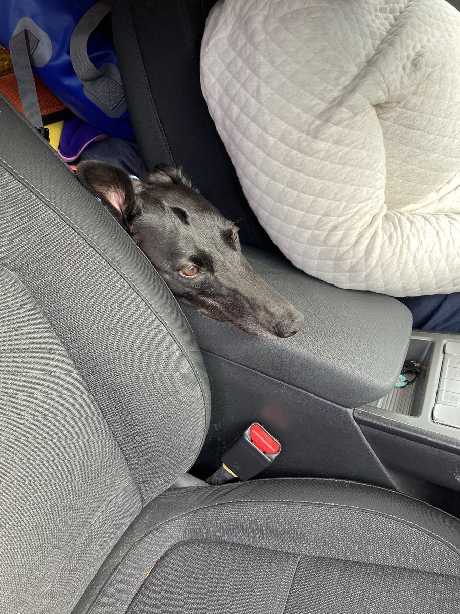 DukeHound16's tweet photo. Are we nearly there yet? Nope stopped for electric! #HeadRest #ElectricCar #EVsRule https://t.co/JBcM8xNibf