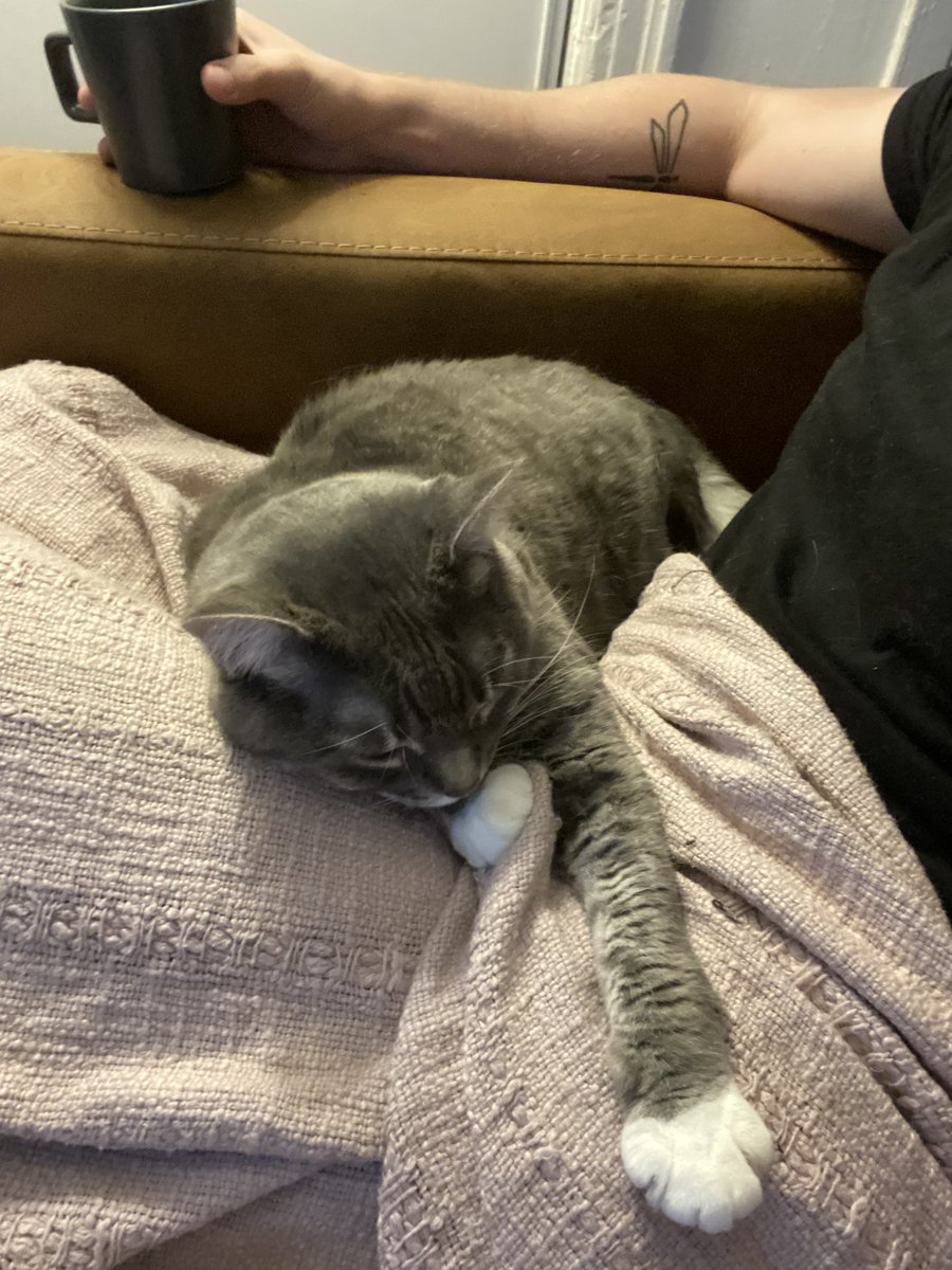 #GM world 😸 Who else loves to start the day with some #kitty cuddles?