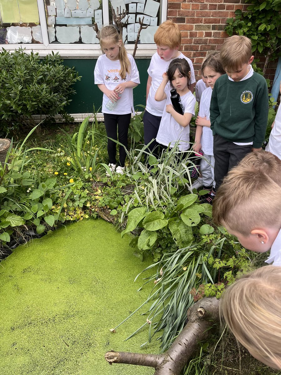 allsaintsfed's tweet photo. 3J had a quick look at the vegetables and plants that they planted on the WOW day before PE this afternoon! They are coming on really well 🌷🌱🪴 https://t.co/cjCvddkdjQ