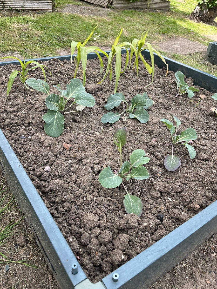 allsaintsfed's tweet photo. 3J had a quick look at the vegetables and plants that they planted on the WOW day before PE this afternoon! They are coming on really well 🌷🌱🪴 https://t.co/cjCvddkdjQ