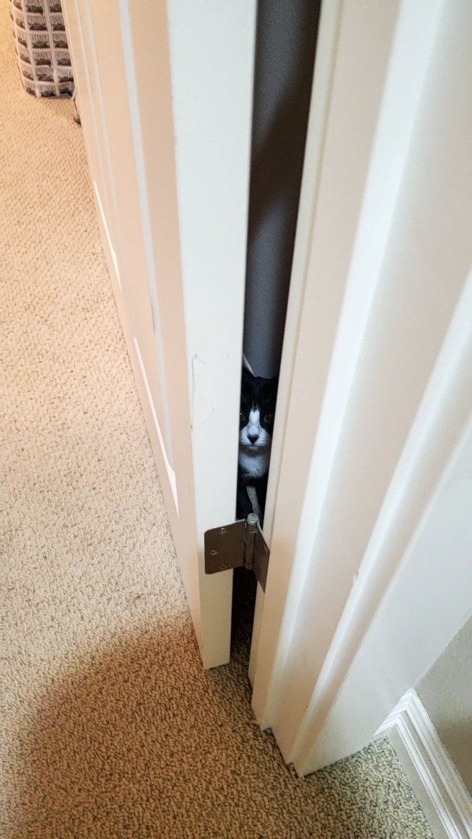 lowercaseNEWT's tweet photo. Happy Friday the 13th, friends. I'll be hiding in the closet,  just in case.

#kittens #kittensoftwitter #CatsOfTwitter #catsofinstagram #CuteAnimals #CuteKitten #CuteKittens #FridayThe13th https://t.co/Abcri9TaUd