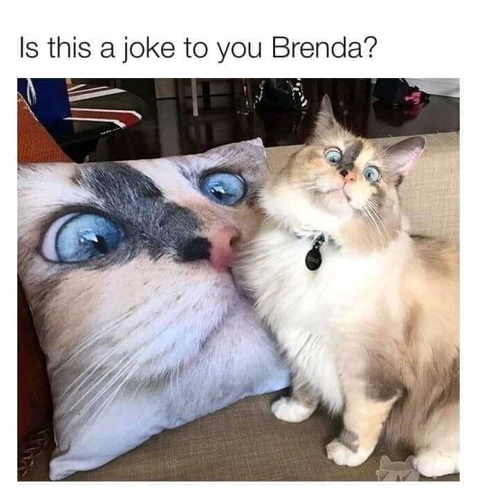 Pets Fun House tweet media