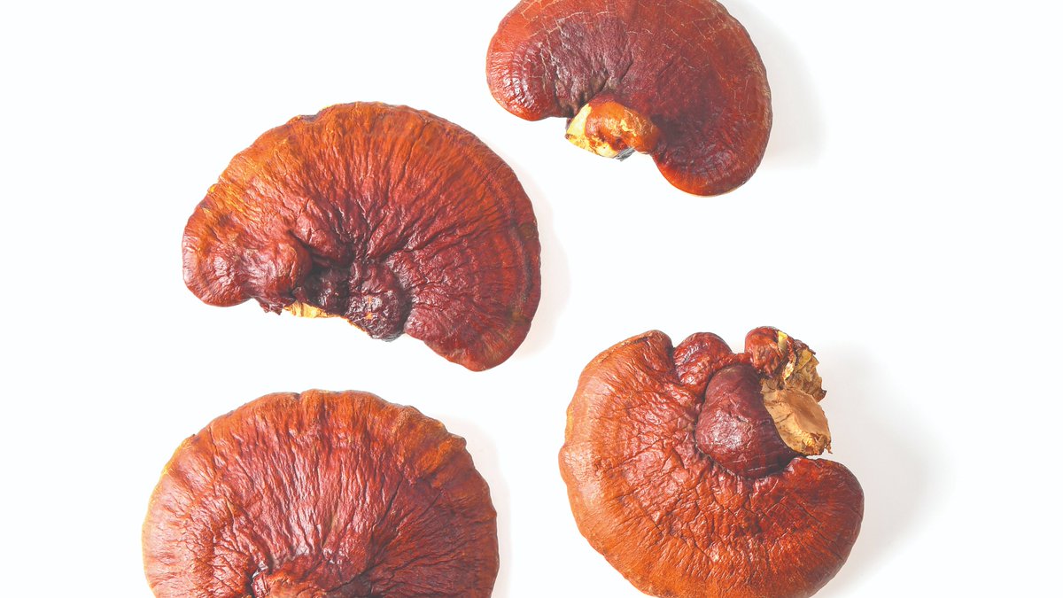 USFoods's tweet photo. #Trending now: Lion’s mane, reishi, cordycepts & chaga are blowing up menus. Chef @tomcolicchio teamed up w/@MeatiFoods, a new #vegan meat company that makes proteins from mycelium, the root structure of #mushrooms. View our #TrendTracker: https://t.co/oirXUC4xUe #foodfanaticsmag https://t.co/BdYtwse1Jj