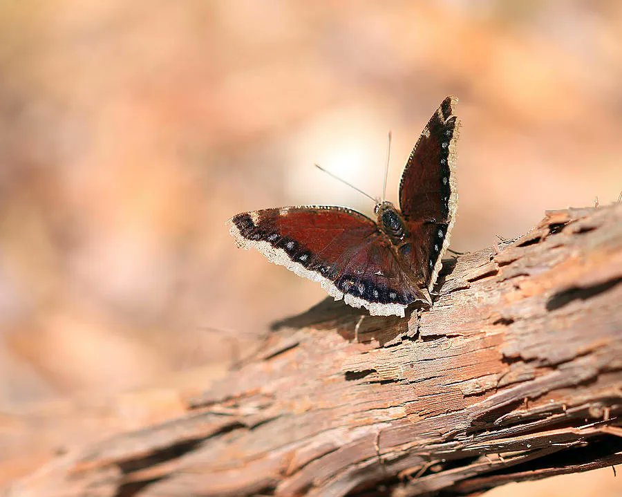 Mourning Cloak Butterfly #photography #butterflies #mourningcloakbutterfly #butterfly #BuyIntoArt #SpringForArt #ThisSpringBuyArt Prints here, mikeandangela-murdock.pixels.com/featured/mourn…