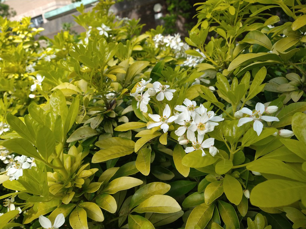 HicksImpact's tweet image. Did you know you can get to Weston park in just 3 minutes from the Hicks building? Opened in 1875, weston park is a Sheffield hallmark and the perfect place for a #greenspace getaway! #springsnaps

1. Common Lilac
2. Mexican Orange Blossom
3. Bluebell
4. Azalea