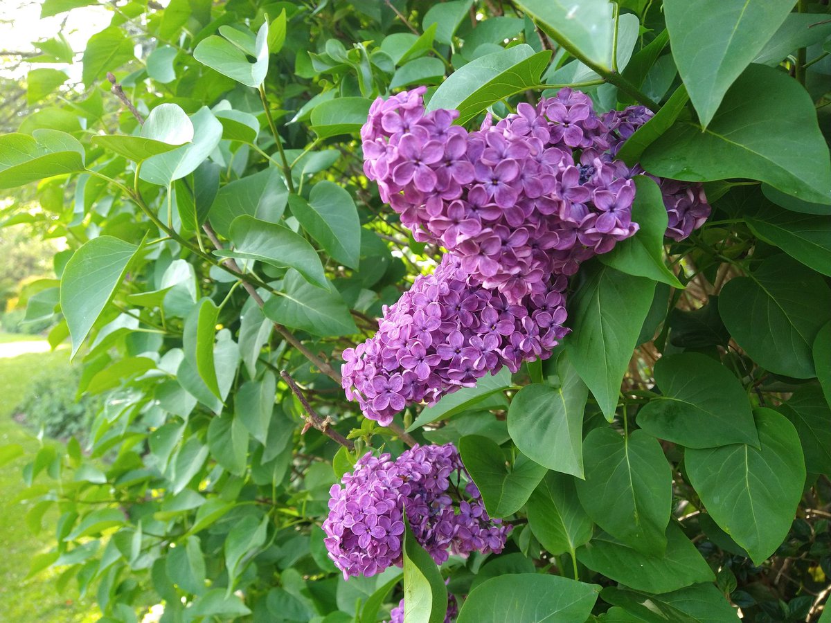 HicksImpact's tweet image. Did you know you can get to Weston park in just 3 minutes from the Hicks building? Opened in 1875, weston park is a Sheffield hallmark and the perfect place for a #greenspace getaway! #springsnaps

1. Common Lilac
2. Mexican Orange Blossom
3. Bluebell
4. Azalea