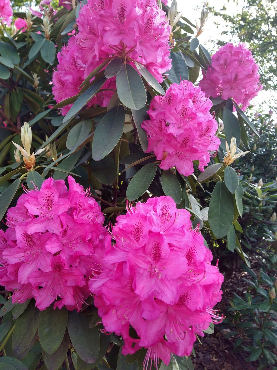 HicksImpact's tweet image. Did you know you can get to Weston park in just 3 minutes from the Hicks building? Opened in 1875, weston park is a Sheffield hallmark and the perfect place for a #greenspace getaway! #springsnaps

1. Common Lilac
2. Mexican Orange Blossom
3. Bluebell
4. Azalea