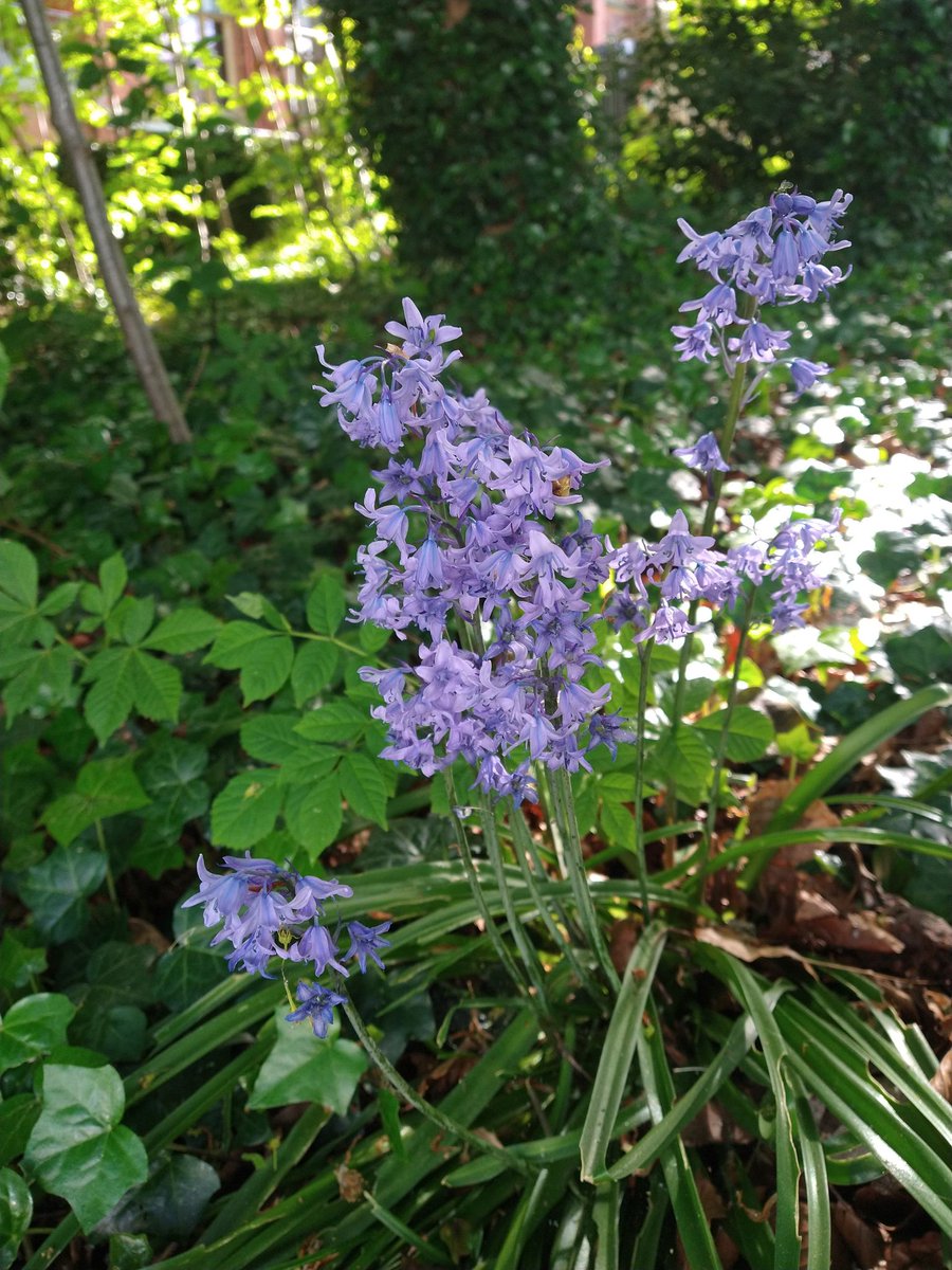 HicksImpact's tweet image. Did you know you can get to Weston park in just 3 minutes from the Hicks building? Opened in 1875, weston park is a Sheffield hallmark and the perfect place for a #greenspace getaway! #springsnaps

1. Common Lilac
2. Mexican Orange Blossom
3. Bluebell
4. Azalea