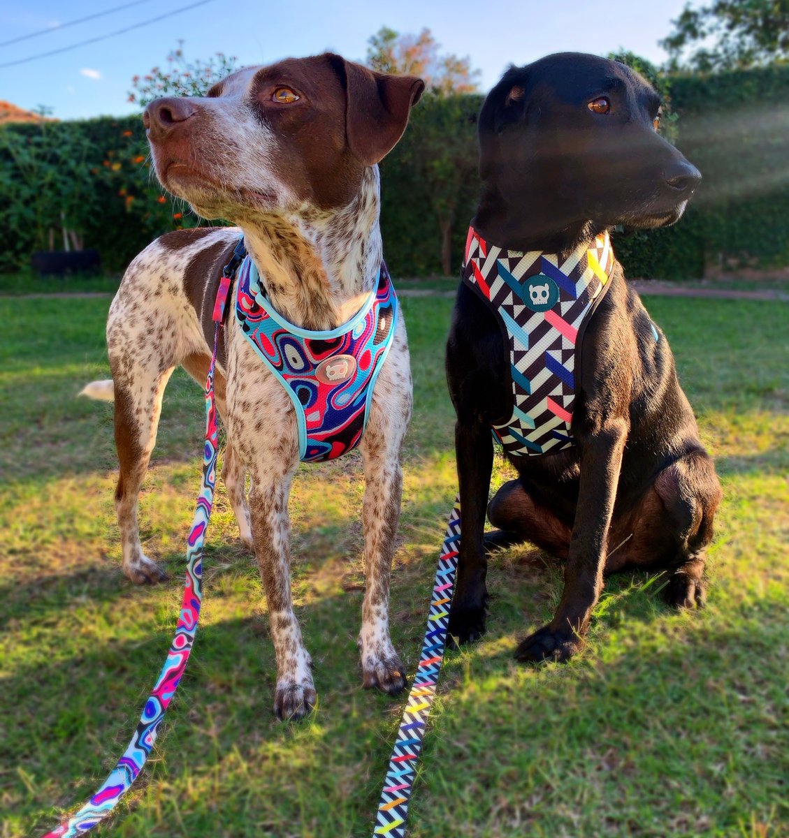 LUKE & ARYA tweet media