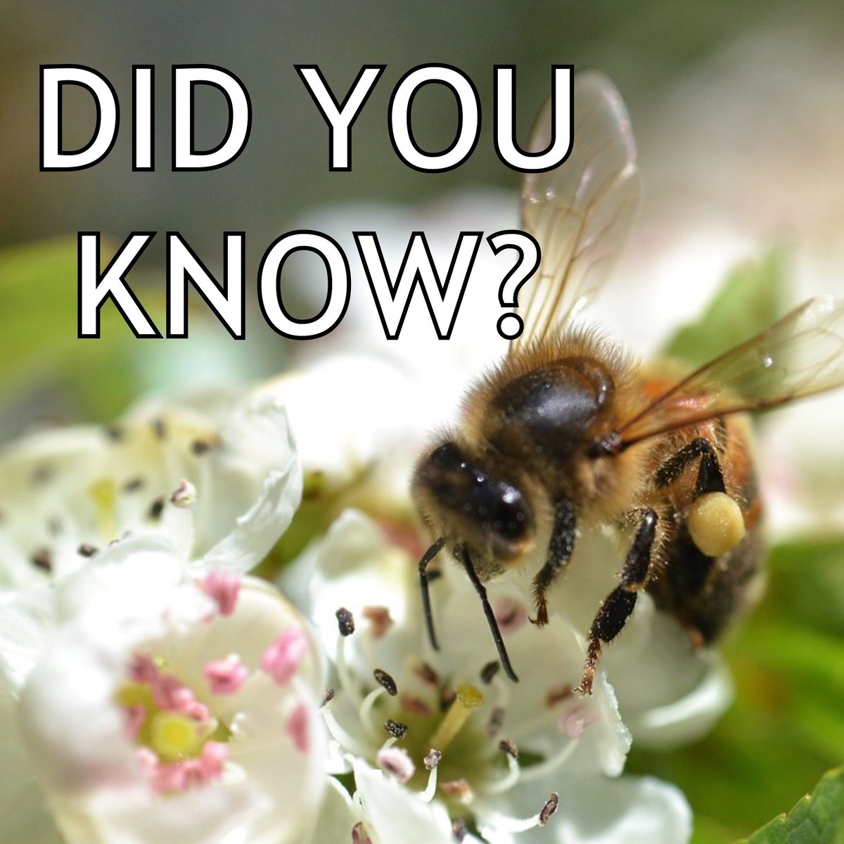Honey bees are social insects that live in colonies. Honey bee colonies consist of a single queen, hundreds of male drones and 20,000 to 80,000 female worker bees. Each honey bee colony also contains developing eggs, larvae and pupae. That’s one big family!
