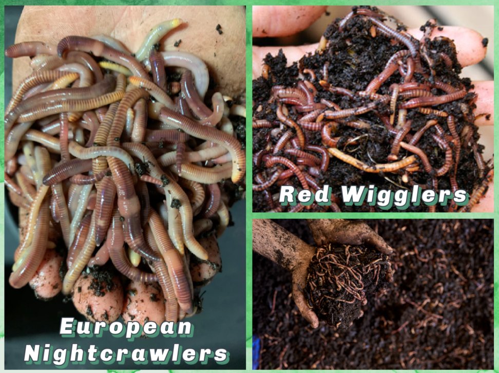 Adonis_442's tweet photo. Here is some info on our main workers here at Adonis😉💚
We harvest our premium worm castings from two species of earthworms 👩‍🌾
The European Nightcrawlers (Eisenia hortensis)😀and the Red Wigglers (Eisenia fetida)🌿

Happy Friday the 13th!! 💚 https://t.co/J5eUvqq7h1